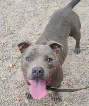 Rescue Mixed Breed Dogs for Adoption in Spartanburg, South Carolina - Jeffrey | PetCurious