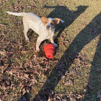 Rescue Cattle Dog Dogs for Adoption in Parrish, Alabama - Chubb | PetCurious