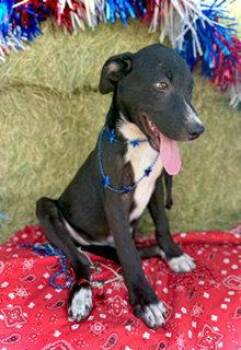 Jefferson- Puppy #3 (CS Litter #2/ 2026) -  Border Collie Dog for Adoption in Pleasanton, Texas - Jefferson- Puppy #3 (CS Litter #2/ 2026) | PetCurious