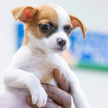 Gravy -  Mixed Breed Dog for Adoption in Cartersville, Georgia - Gravy | PetCurious