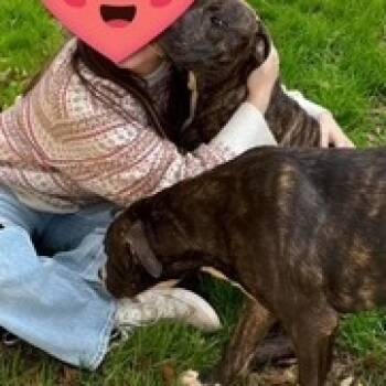 Rescue Mixed Breed Dogs for Adoption in Milton, Florida - Dumbo | PetCurious