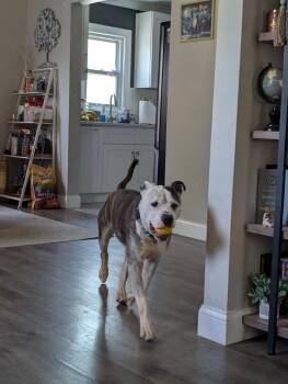 Goldfish -  Mixed Breed Dog for Adoption in Cincinnati, Ohio - Goldfish | PetCurious