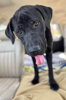 Mastiff Dogs Available for Adoption in Mesa, Arizona - Slate | PetCurious