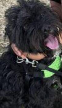 Oscar FKA Milo -  Standard Poodle and Australian Shepherd Dog for Adoption in West Chester, Pennsylvania - Oscar FKA Milo | PetCurious