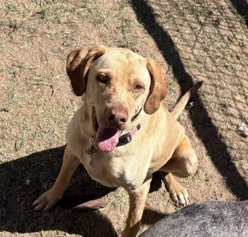 Labrador Retriever Dogs Available for Adoption - Apollo | PetCurious
