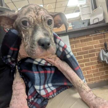 Jewel -  Pit Bull Terrier Dog for Adoption in Birmingham, Alabama - Jewel | PetCurious