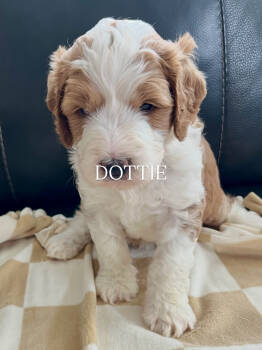 DOTTIE -  Bernedoodle Dog for Adoption in Grand Junction, Colorado - DOTTIE | PetCurious