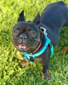 Zoe -  French Bulldog Dog for Adoption in Novato, California - Zoe | PetCurious