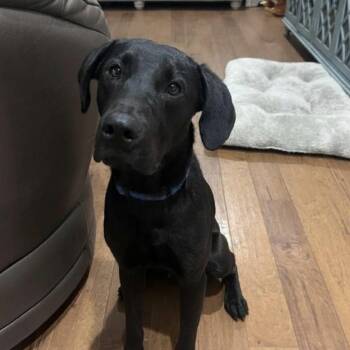 Black Labrador Retriever Dogs Available for Adoption in Cedarburg, Wisconsin - Pecos | PetCurious