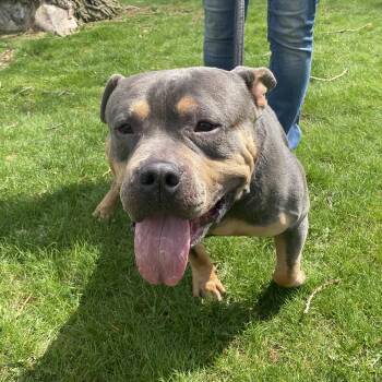 Terrier and Pit Bull Terrier Dogs Available for Adoption in Elyria, Ohio - Tank | PetCurious