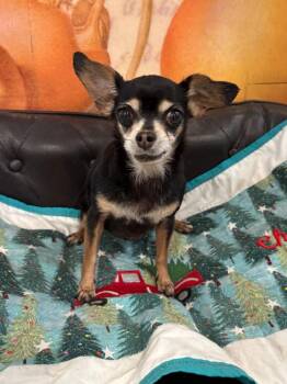 Helen -  Chihuahua Dog for Adoption in College Station, Texas - Helen | PetCurious