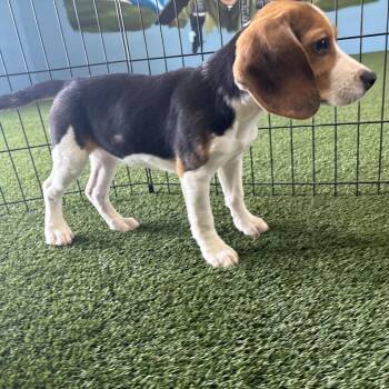 ?JG6 7910 -  Beagle Dog for Adoption in Loxahatchee Groves, Florida - ?JG6 7910 | PetCurious
