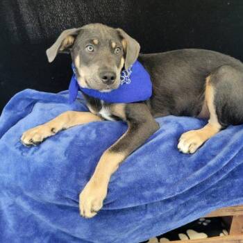 Quade -  Labrador Retriever and Terrier Dog for Adoption in Leesburg, Alabama - Quade | PetCurious