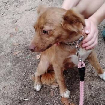 Foxy -  Chihuahua Dog for Adoption in Liverpool, Texas - Foxy | PetCurious