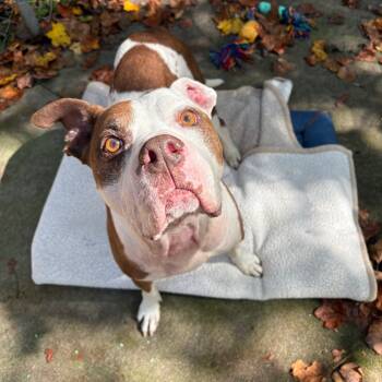 Rescue Mixed Breed Dogs for Adoption in Columbus, North Carolina - Griffin | PetCurious