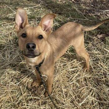 German Shepherd Dog and Mixed Breed Dogs Available for Adoption - Samson | PetCurious