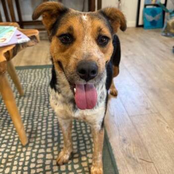 JADE (599) -  Australian Cattle Dog Blue Heeler and Mixed Breed Dog Available for Adoption in Indiantown, Florida - JADE (599) | PetCurious