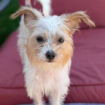 Matilda -  Yorkshire Terrier and Mixed Breed Dog for Adoption in Hudson, Illinois - Matilda | PetCurious