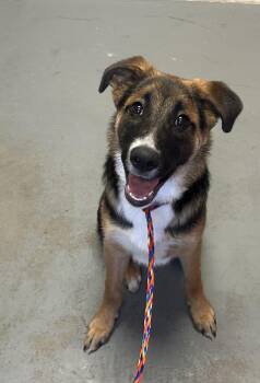 *Scooter* -  German Shepherd Dog Dog for Adoption in Salt Lake City, Utah - *Scooter* | PetCurious