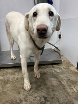 Labrador Retriever Dogs Available for Adoption in Osage Beach, Missouri - Kodiak | PetCurious