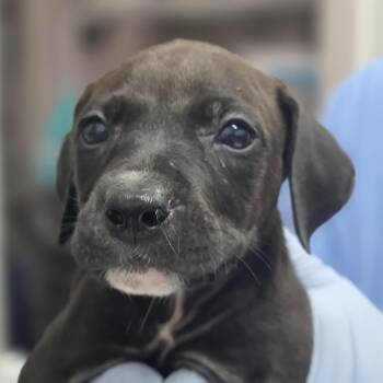 Graham -  Pit Bull Terrier and Mixed Breed Dog for Adoption in Huntsville, Alabama - Graham | PetCurious