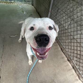 Mavrick -  Pit Bull Terrier Dog for Adoption in Greenville, Pennsylvania - Mavrick | PetCurious