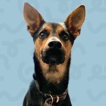 Jackson -  Shepherd Dog for Adoption in Reno, Nevada - Jackson | PetCurious