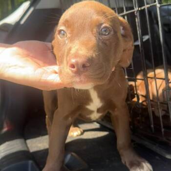 Chocolate Labrador Retriever Dogs Available for Adoption in Starkville, Mississippi - Slam | PetCurious