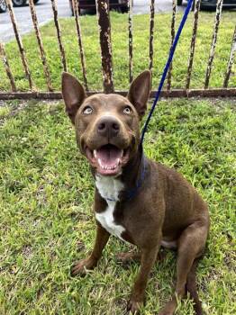 CANELA -  American Bulldog Dog for Adoption in Doral, Florida - CANELA | PetCurious