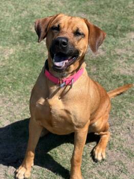 Rescue Labrador Retriever Dogs for Adoption in Colleyville, Texas - Sunshine | PetCurious
