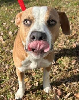 Rescue Pit Bull Terrier and Mixed Breed Dogs for Adoption in Savannah, Georgia - Barns | PetCurious
