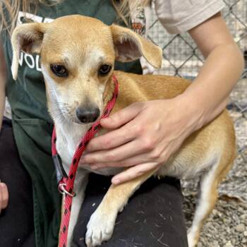 Canary -  Chihuahua Dog for Adoption in Oakland, California - Canary | PetCurious