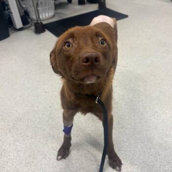 Arabica -  Mixed Breed Dog for Adoption in Milton, Florida - Arabica | PetCurious