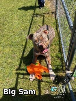 American Bully Dogs Available for Adoption in Rocky Mount, North Carolina - Big Sam | PetCurious