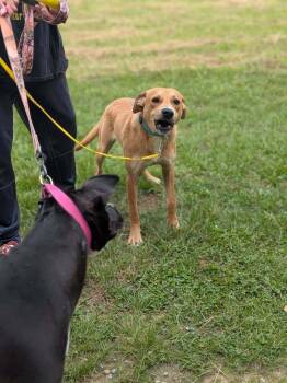 Ernie -  Labrador Retriever Dog for Adoption in Statesville, North Carolina - Ernie | PetCurious