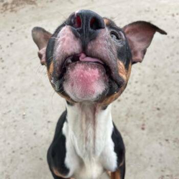 Sergio D12301 -  Pit Bull Terrier Dog for Adoption - Sergio D12301 | PetCurious