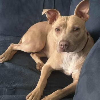 Mixed Breed Dogs Available for Adoption - Effie | PetCurious
