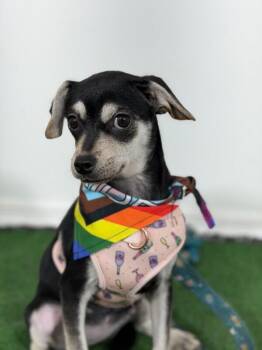 Chihuahua and Mixed Breed Dogs Available for Adoption in Carlsbad, California - Buttercup | PetCurious