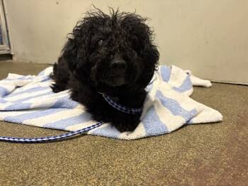 Rescue Mixed Breed Dogs for Adoption in Jacksonville, Florida - PASCAL | PetCurious