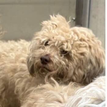 Havanese and Terrier Dogs Available for Adoption - Alfie | PetCurious
