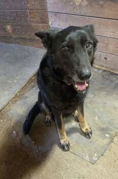 Layla -  German Shepherd Dog Dog for Adoption in Rocky Point, North Carolina - Layla | PetCurious