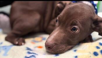 Rescue Doberman Pinscher and Chocolate Labrador Retriever Dogs for Adoption - Reese | PetCurious