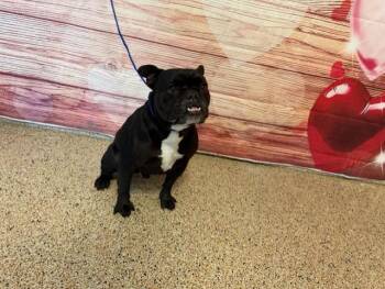 French Bulldog Dogs Available for Adoption - DELL | PetCurious