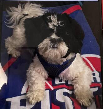 Rescue Shih Tzu Dogs for Adoption in Memphis, Tennessee - Jake | PetCurious