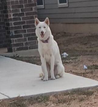 Rescue Husky Dogs for Adoption in San Antonio, Texas - SIERRA | PetCurious