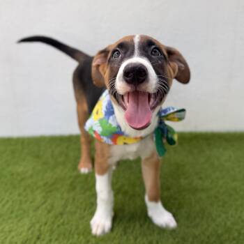 DAFFY -  Beagle and Jack Russell Terrier Dog for Adoption in San Diego, California - DAFFY | PetCurious