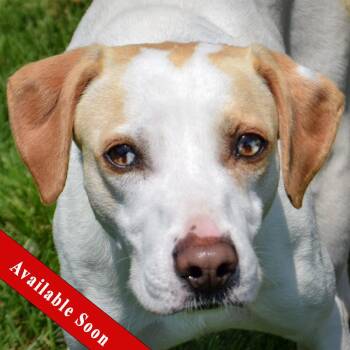 Tofu -  American Foxhound and Beagle Dog for Adoption in Huntley, Illinois - Tofu | PetCurious