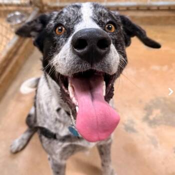 Australian Cattle Dog Blue Heeler Dogs Available for Adoption - Sam | PetCurious