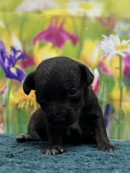 Chihuahua and Mixed Breed Dogs Available for Adoption in San Antonio, Texas - Star Crunch | PetCurious