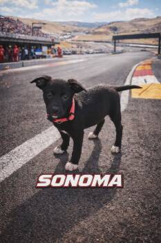 Staffordshire Bull Terrier and Standard Poodle Dogs Available for Adoption in Oxford, Michigan - Sonoma | PetCurious